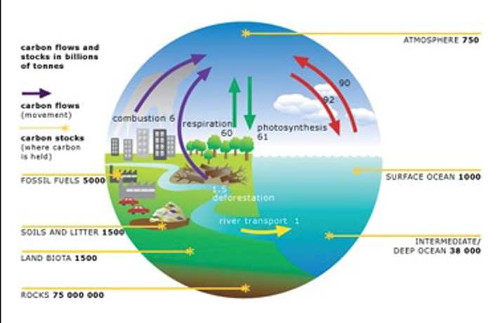 <ul><li><p>Natural systems like forests that absorb more carbon than they release</p></li></ul><p></p>