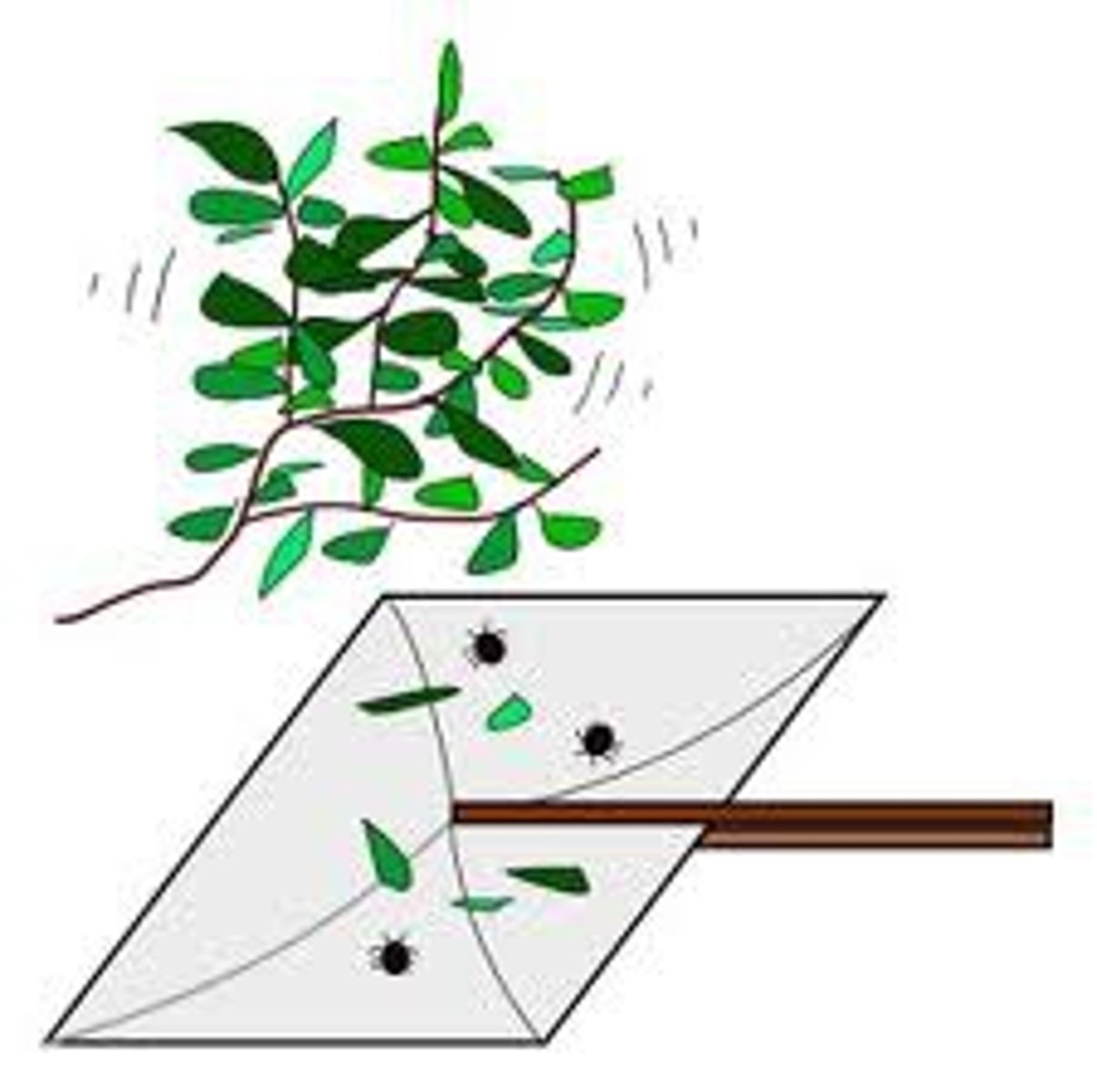 <p>lightly hit branch and collect falling insect w/ tray</p><p>- cheap</p><p>- easy to do</p><p>- can damage plant</p><p>- time consuming</p>