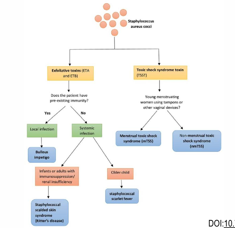 <p><strong><u>Skin</u></strong>: Folliculitis, furuncle, carbuncle, abscess, wound infection, impetigo, paronychia, cellulitis</p><p><strong><u>Soft tissue</u></strong>: Osteomyelitis, arthritis</p><p><strong><u>RT</u></strong>: Bronchopneumonia, tonsillitis, pharyngitis, sinusitis, lung abscess, pneumonia</p><p><strong><u>CNS</u></strong>: Brain abscess, meningitis, tntracranial thrombophlebitis</p><p><strong><u>Endovascular</u></strong>: Bacteremia, septicemia, endocarditis</p><p><strong><u>UT</u></strong>: Implants and catheters</p><p><strong><u>Nosocomial infections</u></strong> (MRSA)</p><div data-type="horizontalRule"><hr></div><ul><li><p><strong><u>Staphylococcal food poisoning</u></strong>: Fast-acting, heat-resistant, preformed toxins. <u>Mainly type A enterotoxin</u> no more than 1 day - Sliced meat, puddings, pastries, milk, cheese</p></li><li><p><strong><u>STTS</u></strong>: Mainly caused by TSST-1 - Vaginal tampons→ Fever, vomitting, diarrhea, rash, desquamation, shock, end-organ failure, and high AST/ALT/bilirubin</p></li><li><p><strong><u>SSSS</u></strong>: Outer layer of the epidermis is separated from underlying tissue,</p><ul><li><p><u>Newborns</u>: Ritters’ Disease</p></li><li><p><u>Older patients</u>: Toxic epidermal necrolysis</p></li><li><p>Milder forms: Pamphigus neonatorum/ Bullous impetigo</p></li></ul></li><li><p><strong><u>Kawasaki</u></strong>: Inflammatory disease with potential heart</p></li></ul><p></p>