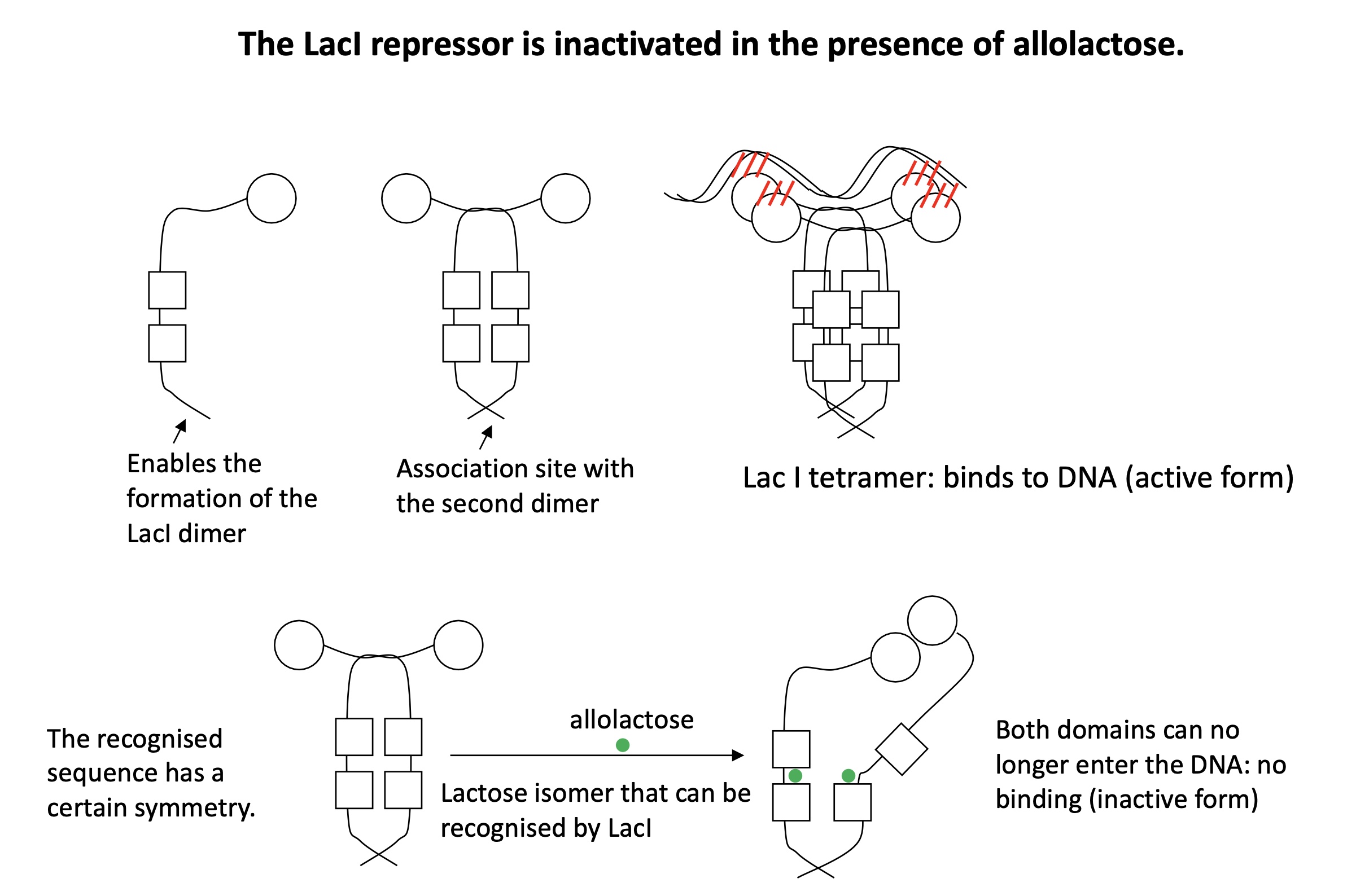 <p>LacI forms a homodimer = active form and can bind to DNA to form a tetramer </p><p>When allolactose present it binds to to the homodimer of LacI = change of conformation inactivates the REP &amp; can no longer bind to DNA </p><p></p>