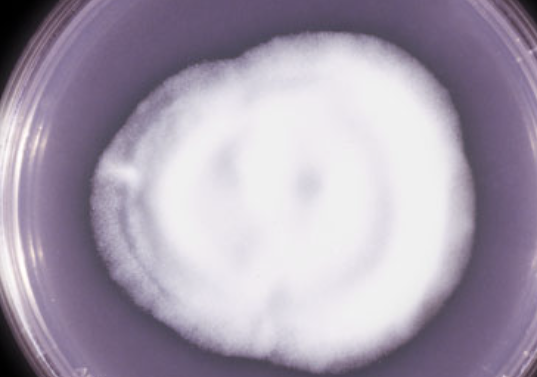 <p>What organism is this? What temperature?</p>
