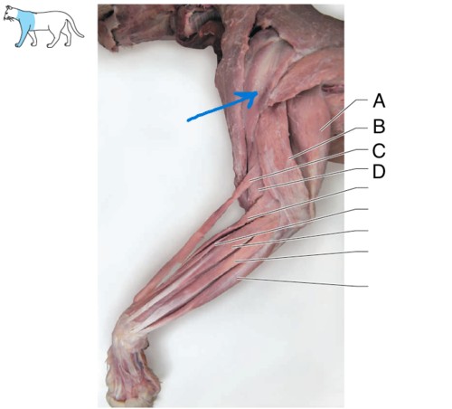 <p>What is the muscle indicated by the arrow? What is an attachment point and function?</p>
