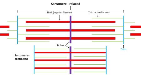 <p>During muscle contraction, what shortens? What stays the same length?</p>