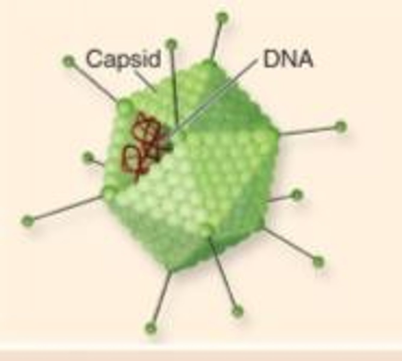 <p>protective protein coat</p><p>- made of subunits called capsomeres</p><p>- arrangement of capsomeres - characteristic of a particular type</p>