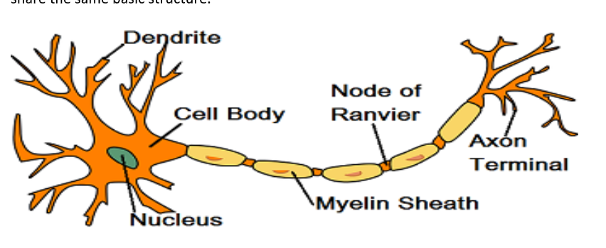 <p>Neurons vary in size from less than a millimetre to a metre long, but all share the same basic structure.</p><p>The <strong>cell body </strong>(or soma) includes a <strong>nucleus</strong>, which contains the genetic material of the cell. Branch-like structures called <strong>dendrites </strong>protrude from the cell body. These carry nerve impulses from neighbouring neurons towards the cell body.</p><p>The <strong>axon </strong>carries the impulses away from the cell body down the length of the neuron. The axon is covered in a fatty layer of <strong>myelin sheath </strong>that protects the axon from and speeds up electrical transmission of the impulse. If the myelin sheath were continuous this would have the reverse effect and slow down the electrical impulse. Thus, the myelin sheath is segmented by gaps called <strong>nodes of Ranvier</strong>. These speed up the transmission of the impulse by forcing it to jump across the gaps along the axon. Finally, at the end of the axon are terminal buttons that communicate with the next neuron in the chain across a gap known as the synapse. </p>
