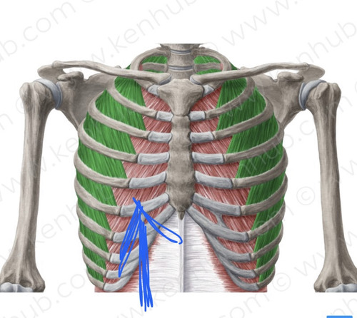 (on inside of rib cage)