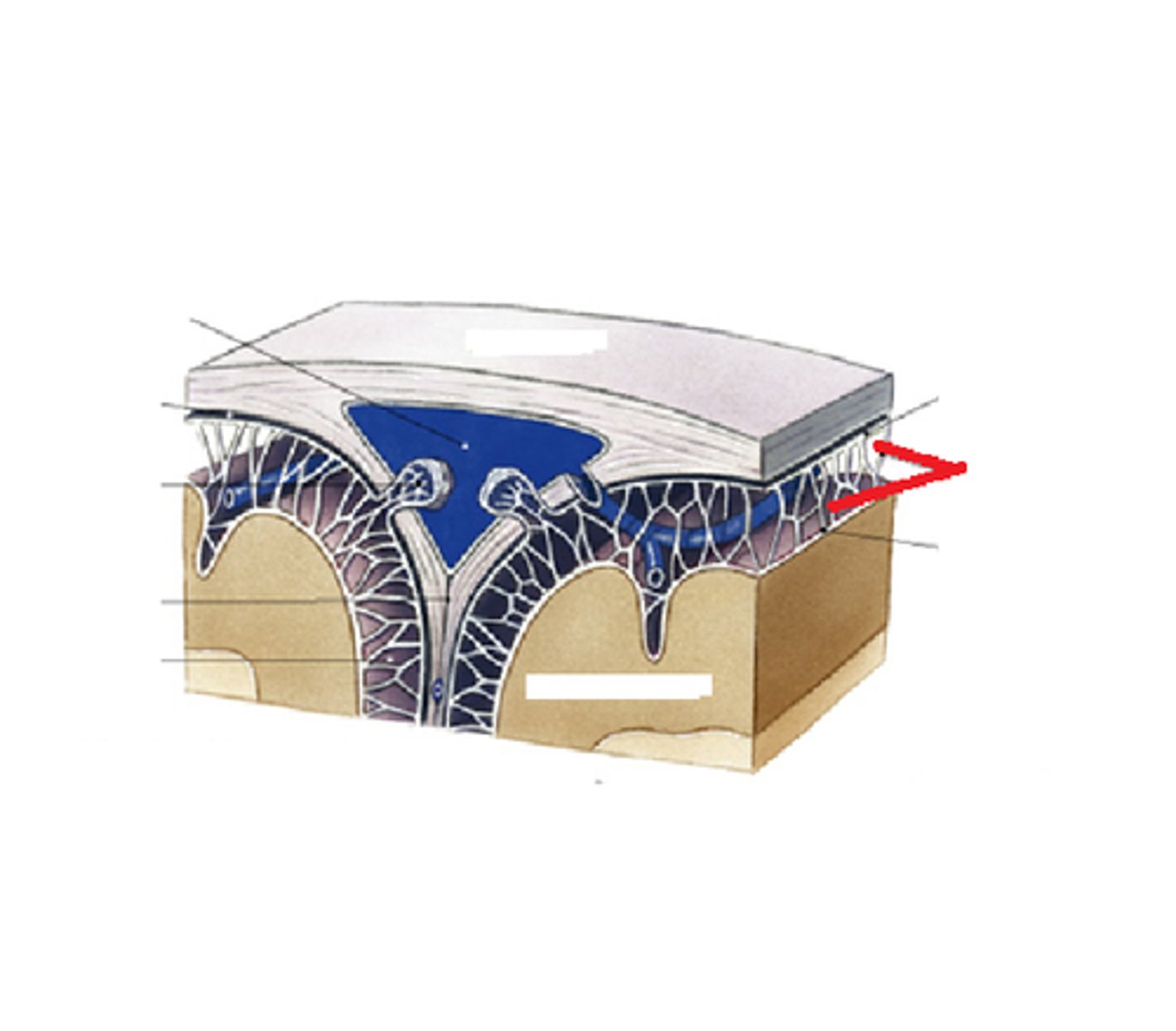 <p>trabeculae (also gives spider appearance)</p>