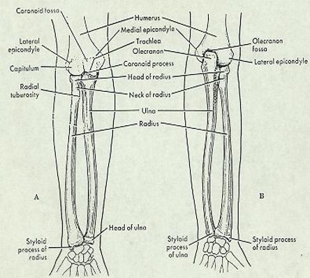 \-Body

\-Styloid Process

\-Ulnar Notch 