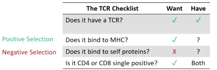 <ol><li><p><strong>Positive selection</strong> – keep T cells that bind MHC</p></li><li><p><strong>Negative selection</strong> – remove self-reactive T cells</p></li></ol><p></p>