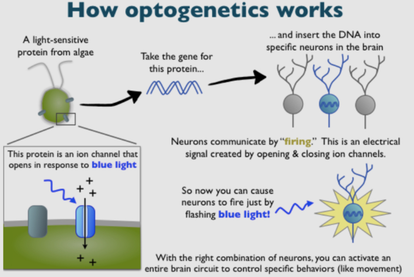 <ul><li><p>it is a way to make neurons sensitive to light to depolarize or hyperpolarize collections of them at any moment during a behavioral test</p></li><li><p>this foreign DNA provides instructions to make light-sensitive proteins</p></li></ul><p></p>