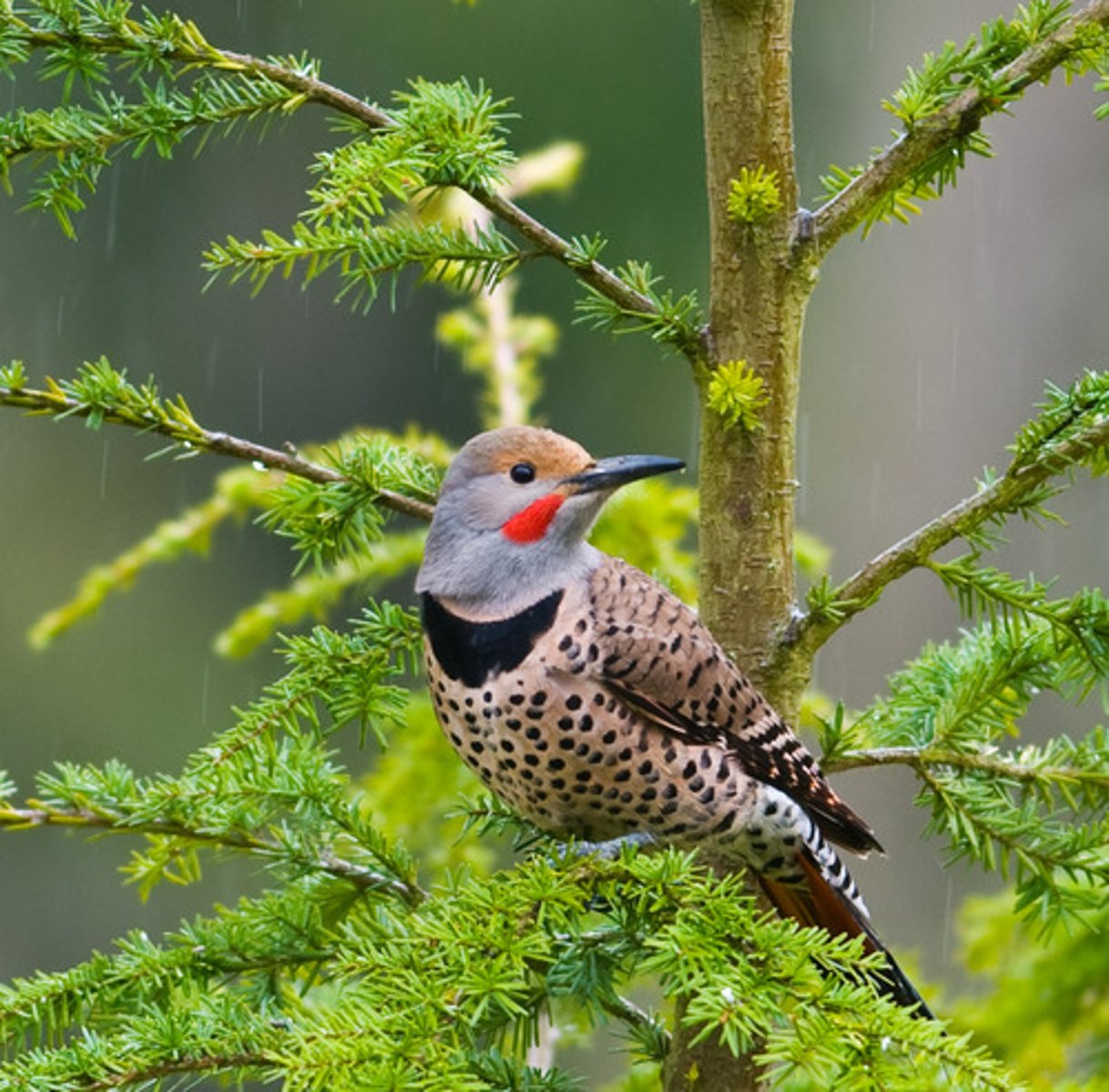 <p>Colaptes auratus</p>