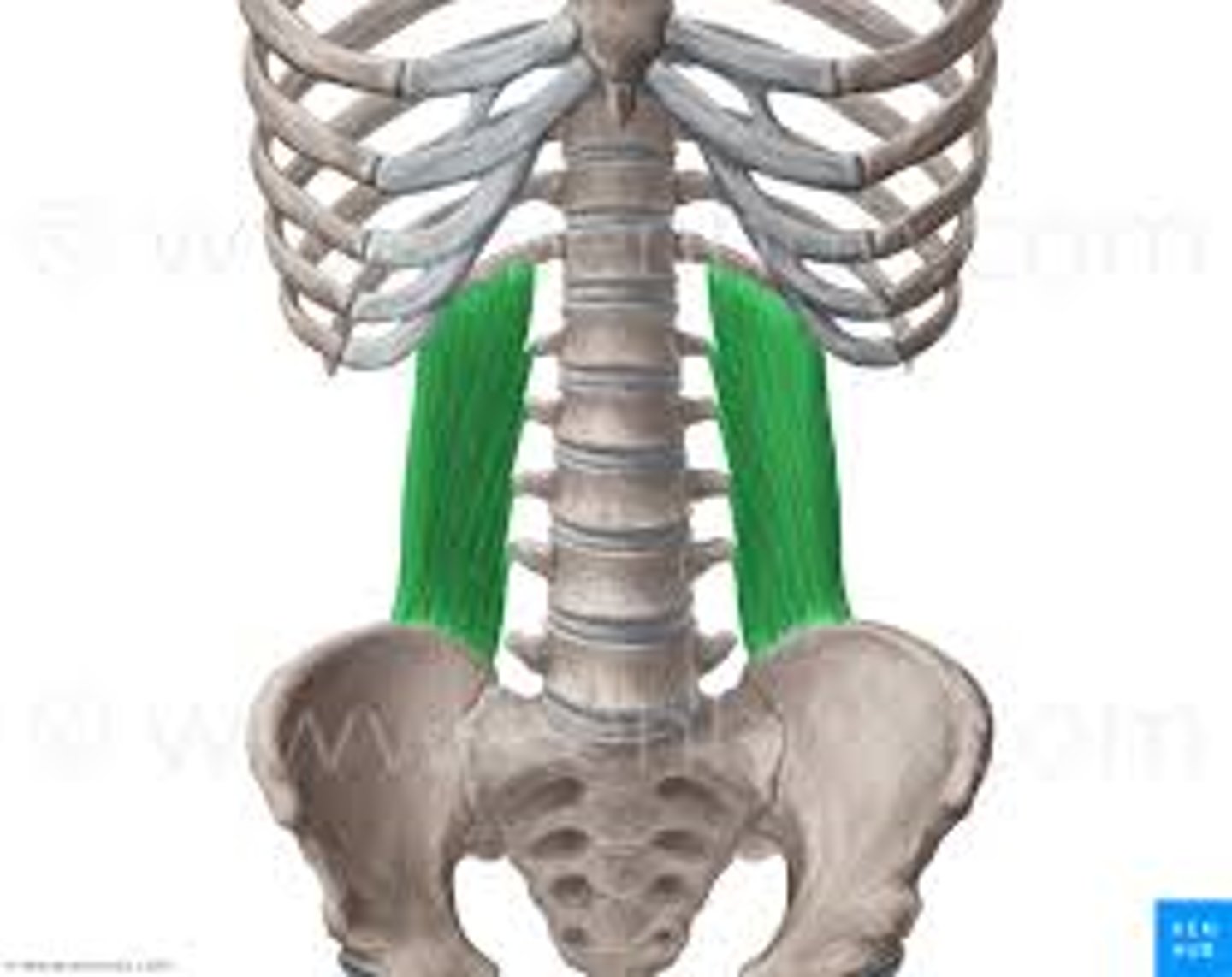 <p>A muscle of the lower back that helps in lateral flexion of the spine.</p>