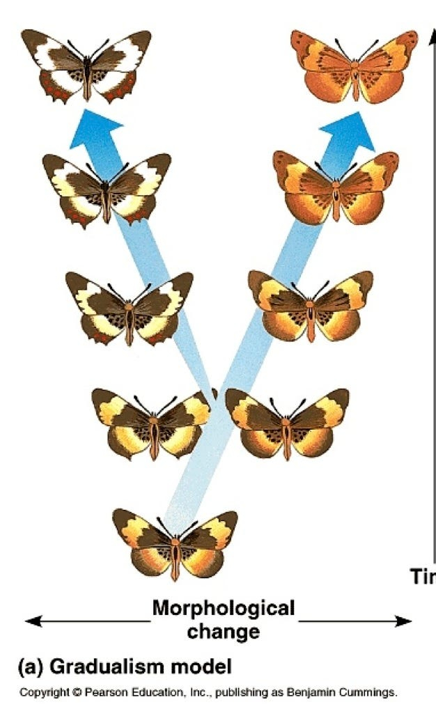 <p>what type of speciation is this?</p>