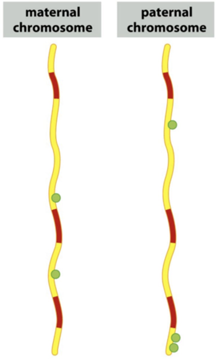 <p>- functionally silent genetic differences between individuals</p><p>- phenotypically silent, but identifiable via DNA sequencing</p><p>- "fast" evolving DNA; heterozygous locus</p>