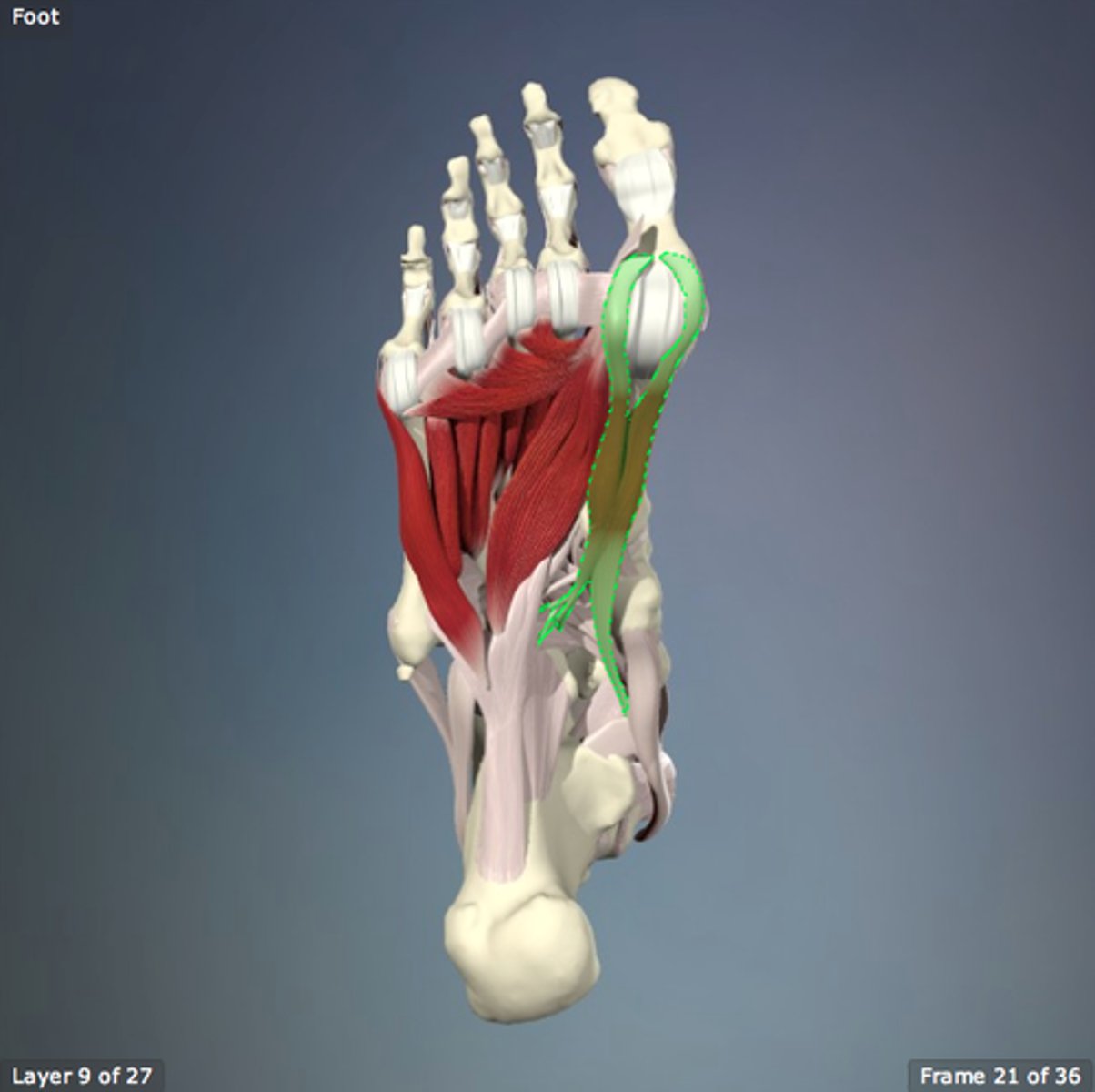 <p>flexes great toe</p>