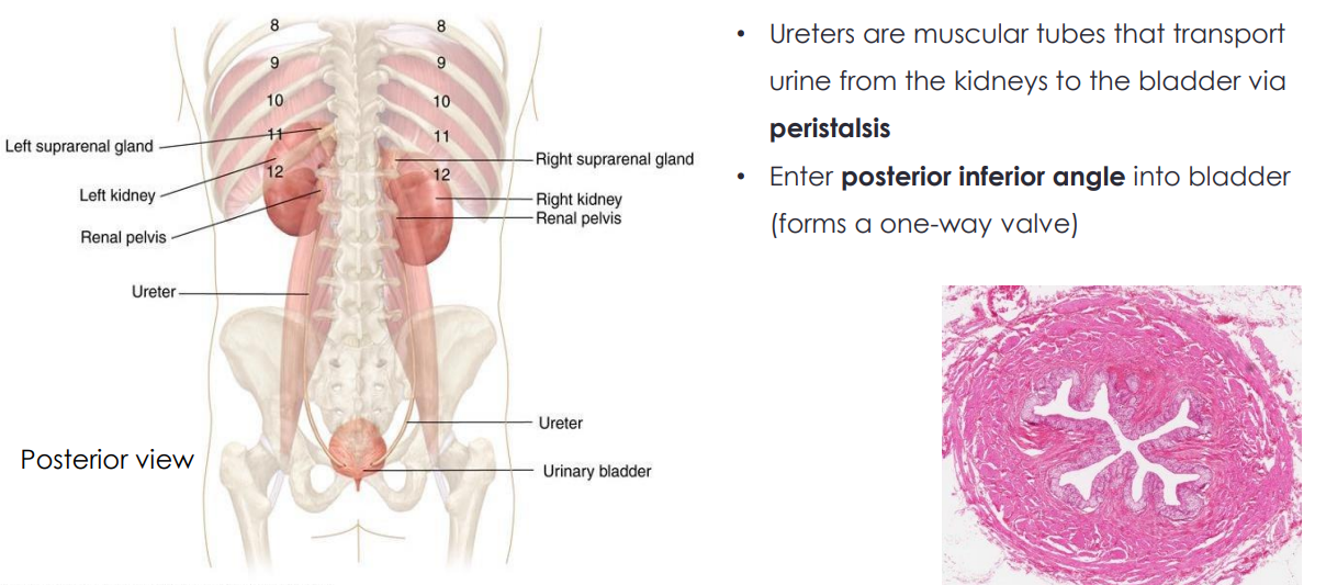 <p>- Ureters are muscular tubes that transport urine from the kidneys to the bladder via peristalsis (smooth muscle, two different orientations: longitudinal and circular, which allow for peristalsis movements)</p><p>- Enter posterior inferior angle into bladder (forms a one-way valve)</p>