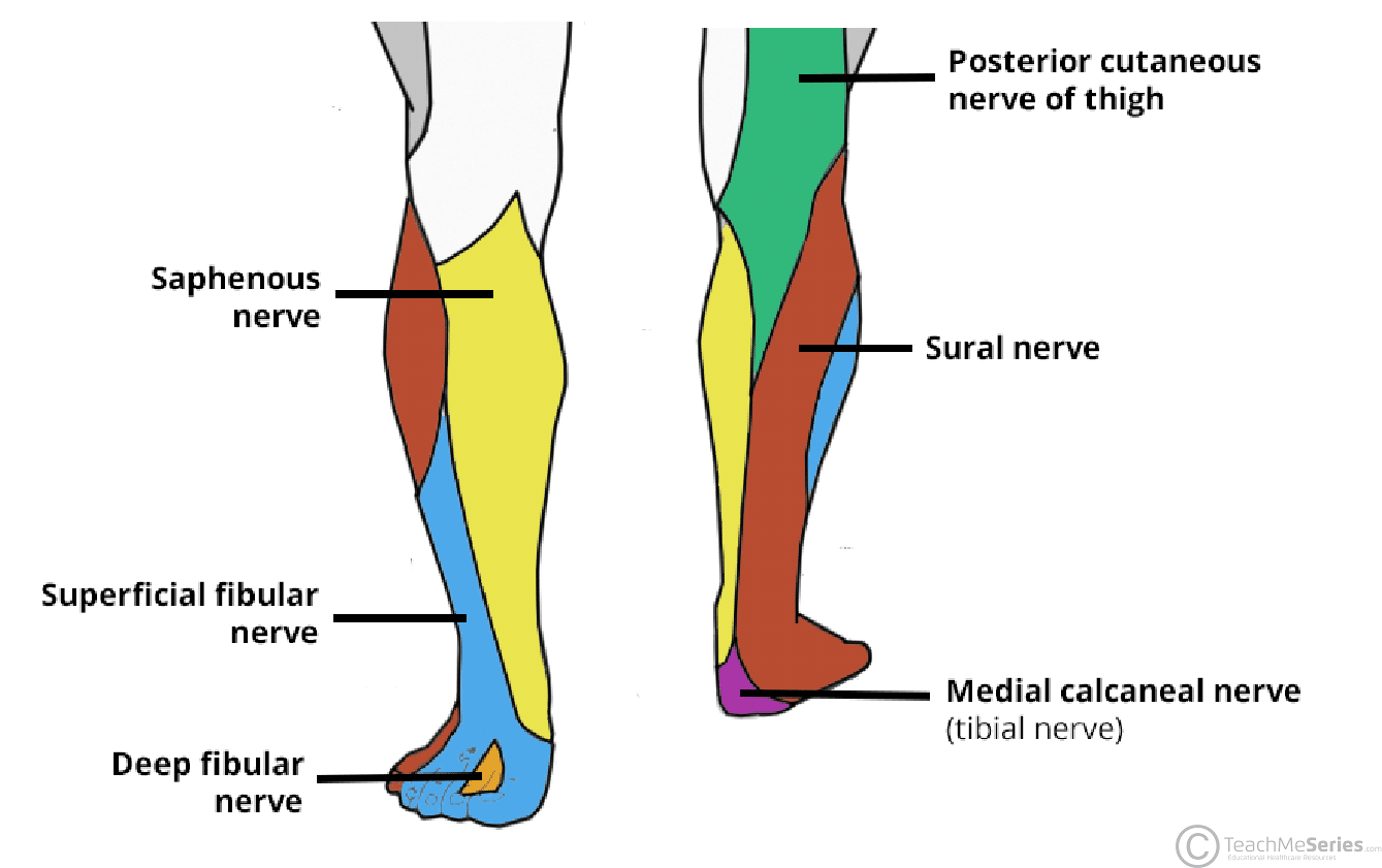 <p>top back region of the calf </p>