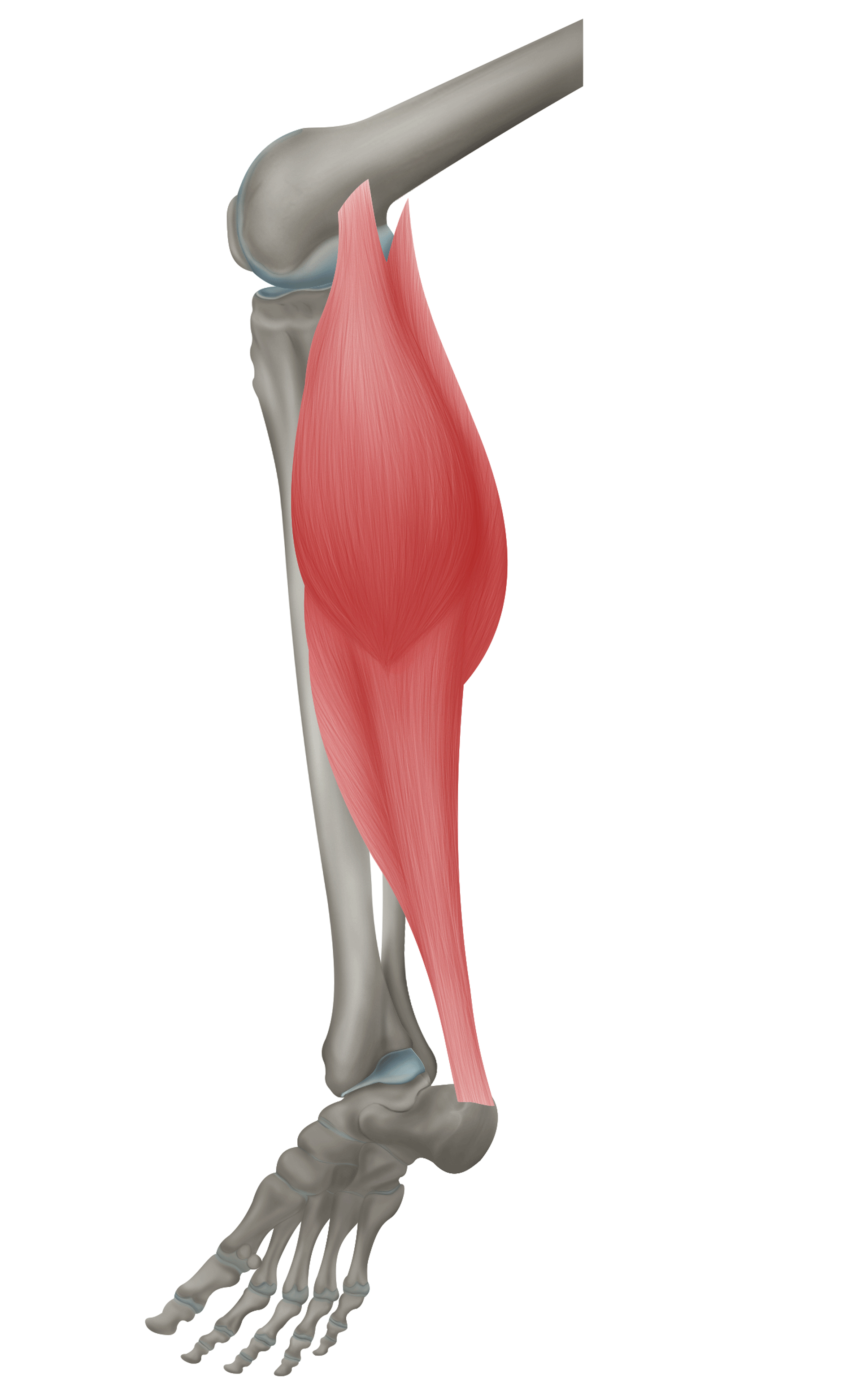 <p>m. triceps surae - ÚPON</p>