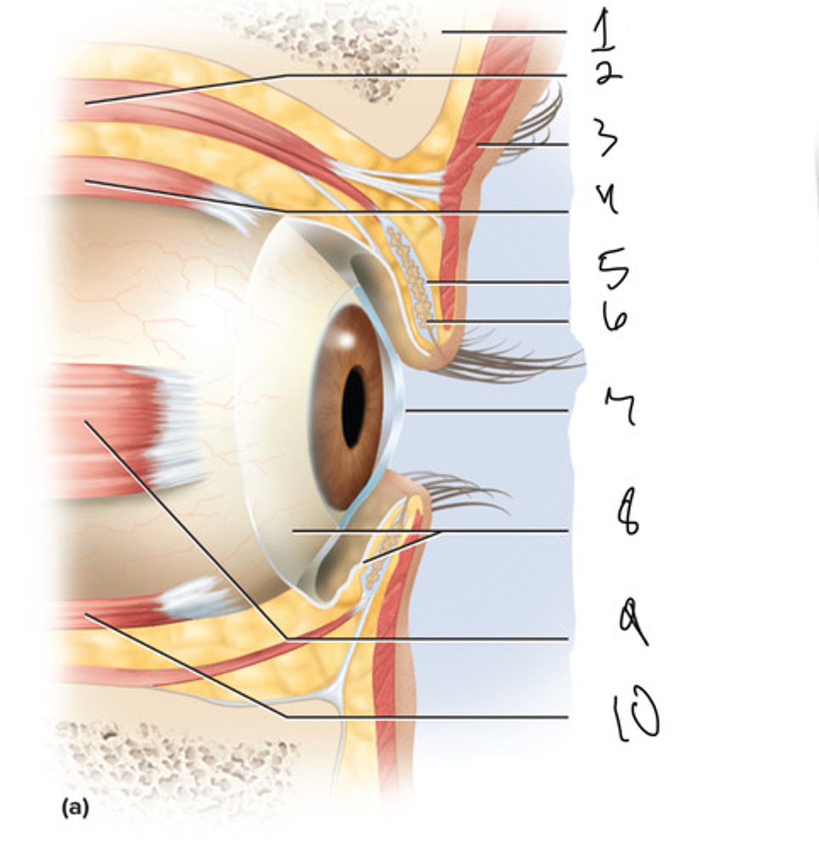 <p>What is number 7</p>