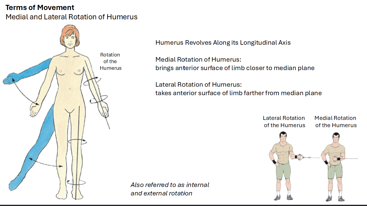 <p><strong>Humerus Revolves Along its longitudinal Axis</strong></p><p>Medial Rotation of Humerus:</p><ul><li><p>brings anterior surface of limb closer to median plane</p></li></ul><p>Lateral Rotation of Humerus:</p><ul><li><p>takes anterior surface of limb farther from median plane</p></li></ul><p></p>