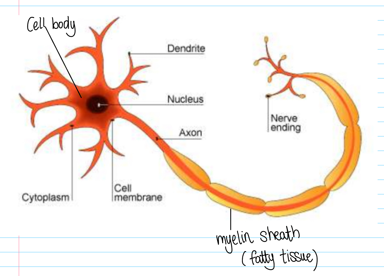 <p>Specialised nerve cells that carry electrical impulses (at high speeds).</p>