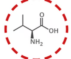 <p>valine (val, v)</p>