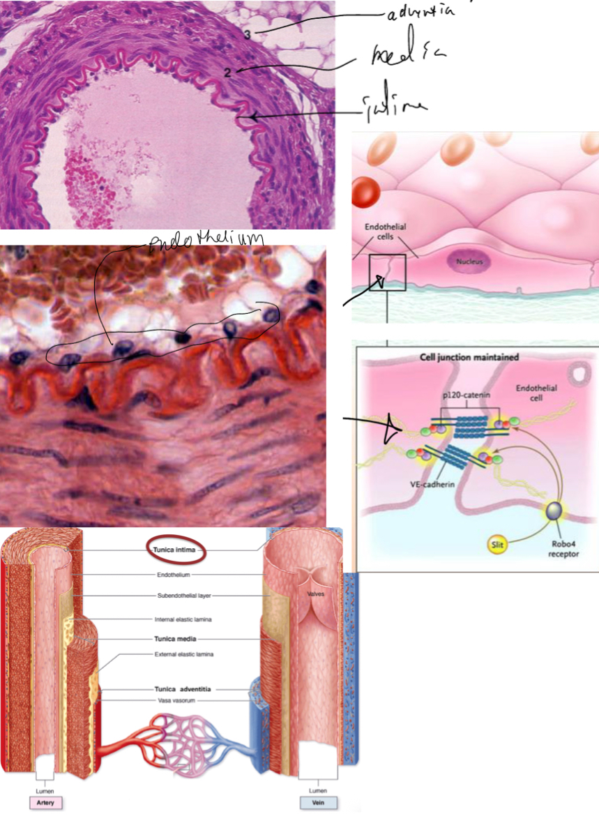 <p>It is the innermost lining of the blood vessel.</p><ul><li><p>lined by endothelium (simple squamous epithelium)— these cells have th efollowing:</p><ul><li><p>Basememt membrane (on basal side)</p></li><li><p>Developed cytoskeleton (intermediate filaments of desmin, vimentin or both for support)</p></li><li><p>Joined together by Fasciae occludens (tight junctions), with some desmosomes and gap junctions</p></li><li><p>Many pinocytotic vesicles- for transcytosis (nutrients enter in formo lumen, or wastes excreted out to lumen) +++synthesises hormones</p></li><li><p>+++++ monitors/mediates exchnage of small molecules.</p></li></ul></li><li><p>Underlying connective tissue— when the vessel is very small (capillary) there is no connective tissue</p></li></ul><p></p><p></p>