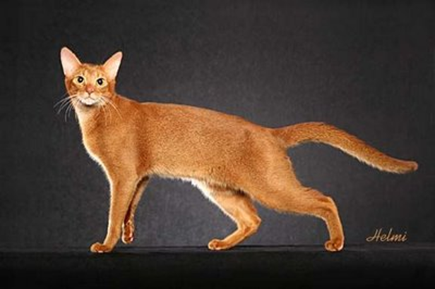 <p>Abyssinian</p>