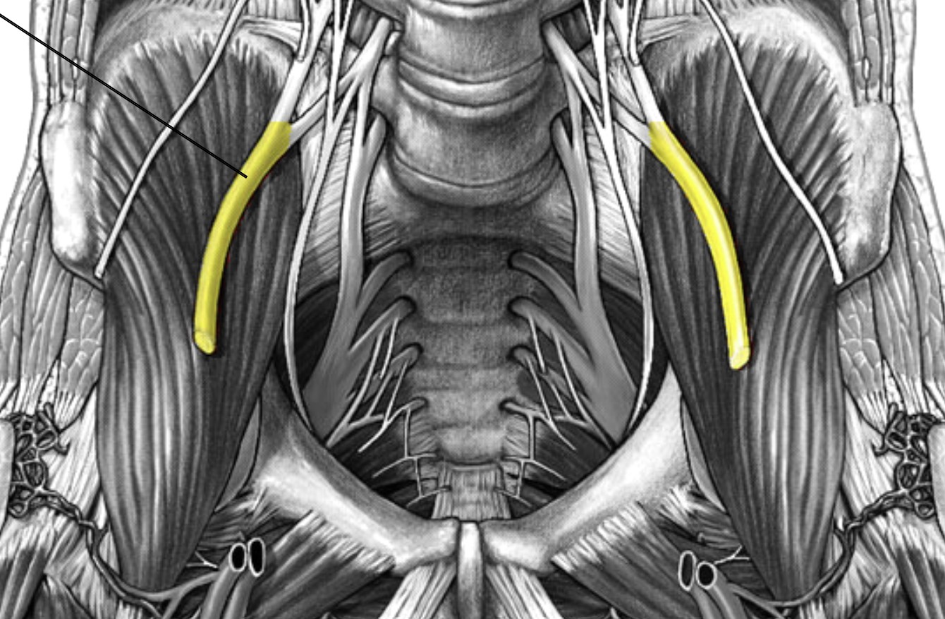 <p>Which nerve of the lumbar plexus is:</p><ul><li><p>Located in the pelvis and extends down the front of the leg</p></li><li><p>Innervate thigh and hip</p></li></ul><p></p>