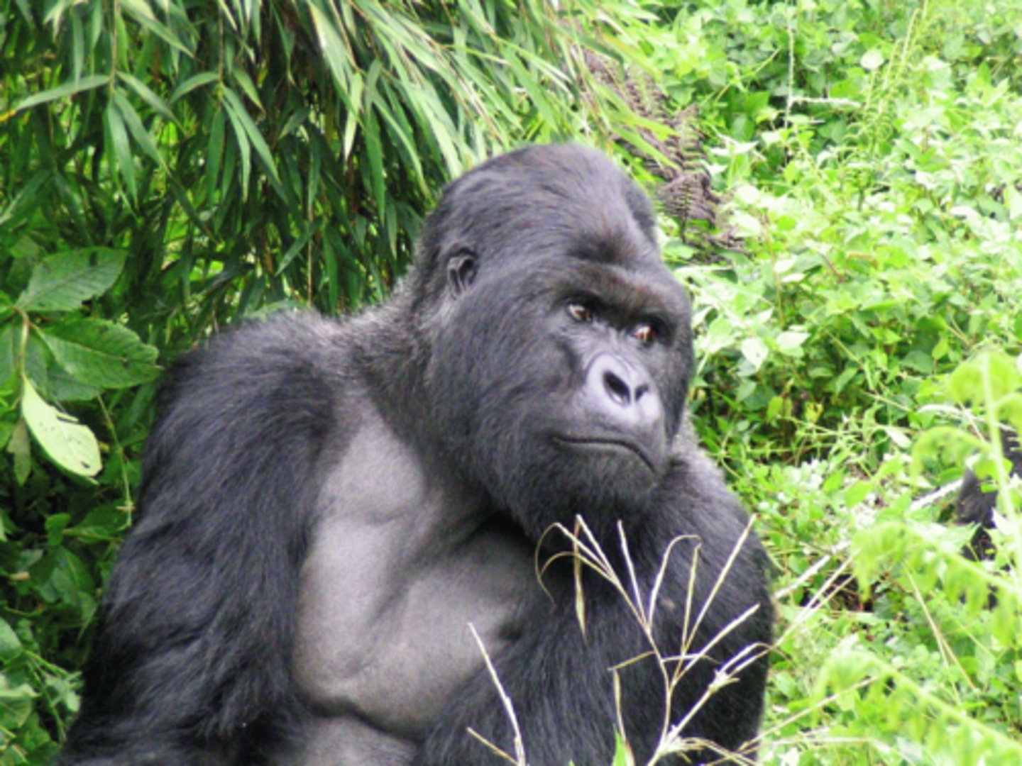 <p>Adapted to inbreeding through genetic purging,.</p><p>Repeated inbreeding exposes harmful recessive alleles, removing them over generations.</p>