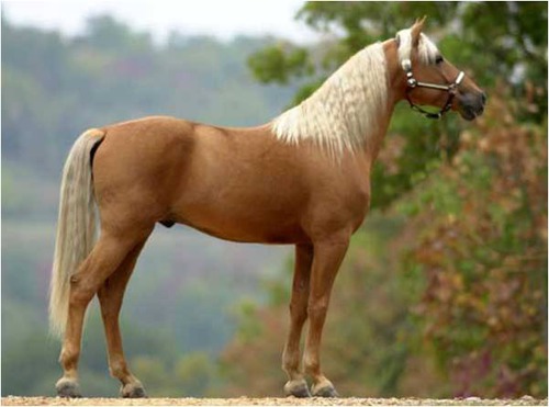 <p>What is this horse breed?</p>