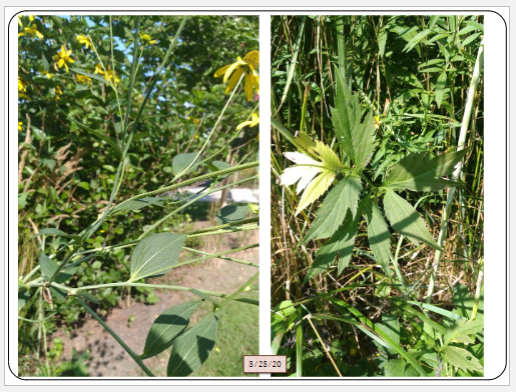 <p>drooping habit, persisting seed pods, yellow disk flowers, deeply 3-7 lobed serrated leaves</p>