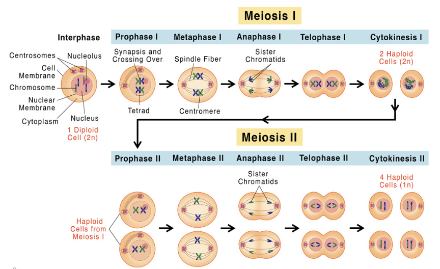 <p><strong>→ Prophase I</strong></p><ul><li><p><span>Segments of nonsister chromatids trade places during prophase I, resulting in recombination.</span></p></li></ul><p></p>