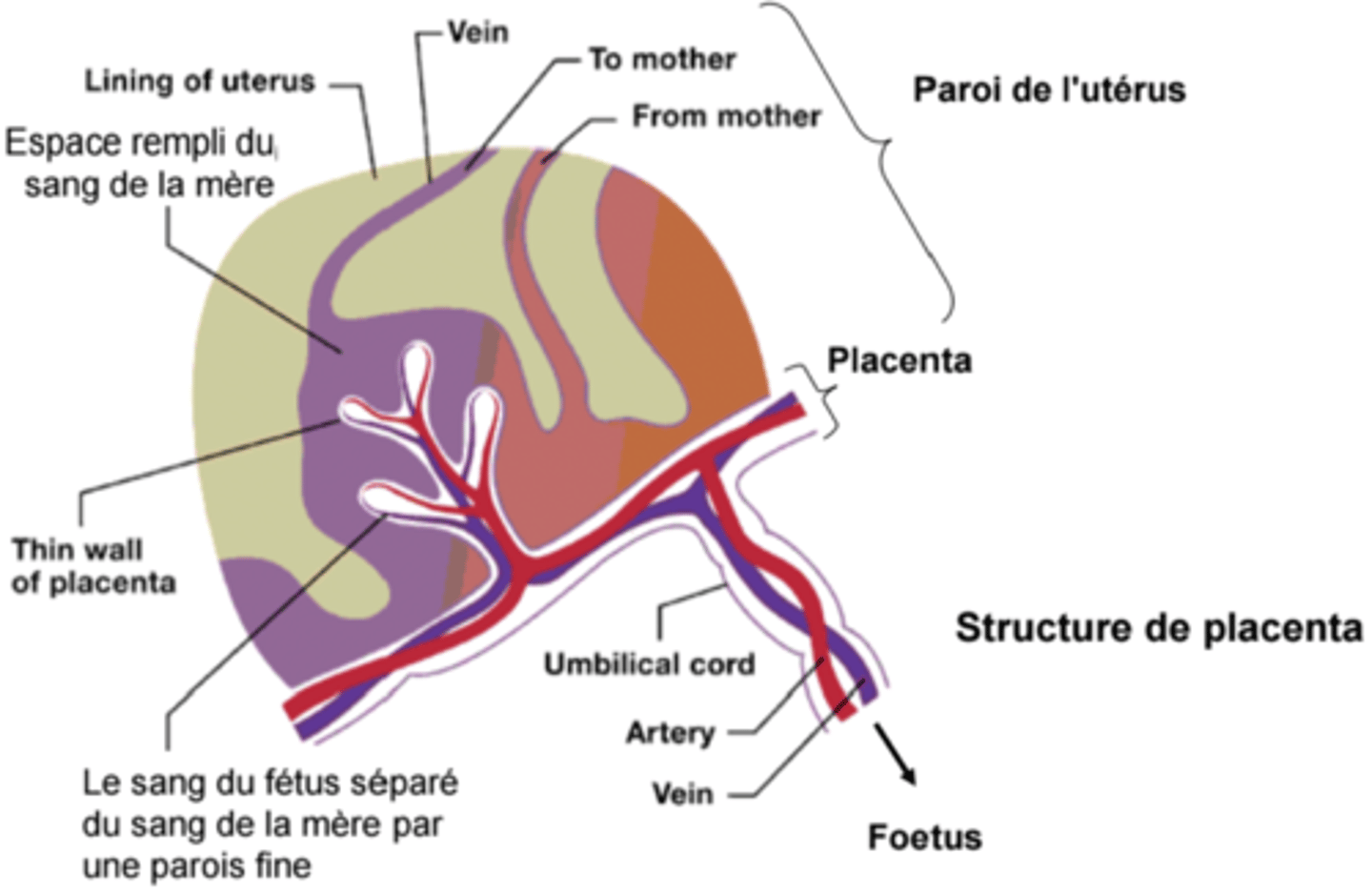 <p>organ that nourishes the fetus</p>