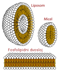 <p>Imajo hidrofilno glavo in hidrofobna repka (maščobni kislini).</p>