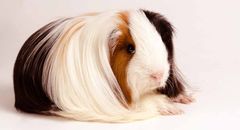 <p>What breed of guinea pig is this?</p>