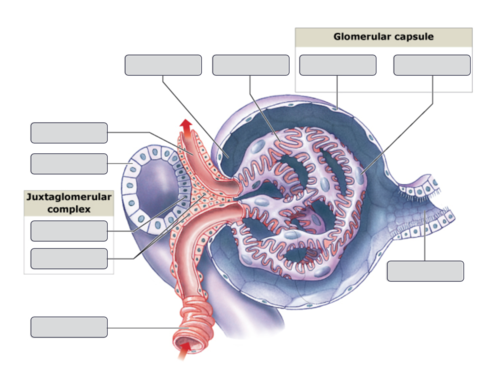 <p>renal corspuscle</p><p> </p>