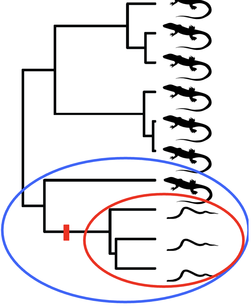 <p>Yes! </p><p>In the picture notice how the clade circled in red had an MRCA which produced all snakes. Indicating that the trait was ancestral since the MRCAs present form (snake form) was passed down to its descendants.</p><p>However, for the larger clade in the blue circle, the red mark was no longer an MRCA, but instead one of two descendants. Thus, indicating that the snake trait was derived. </p><p><mark data-color="#f9afaf" style="background-color: #f9afaf; color: inherit">*Hence, the same trait can be ancestral for a clade, but be derived within a larger clade. </mark></p>