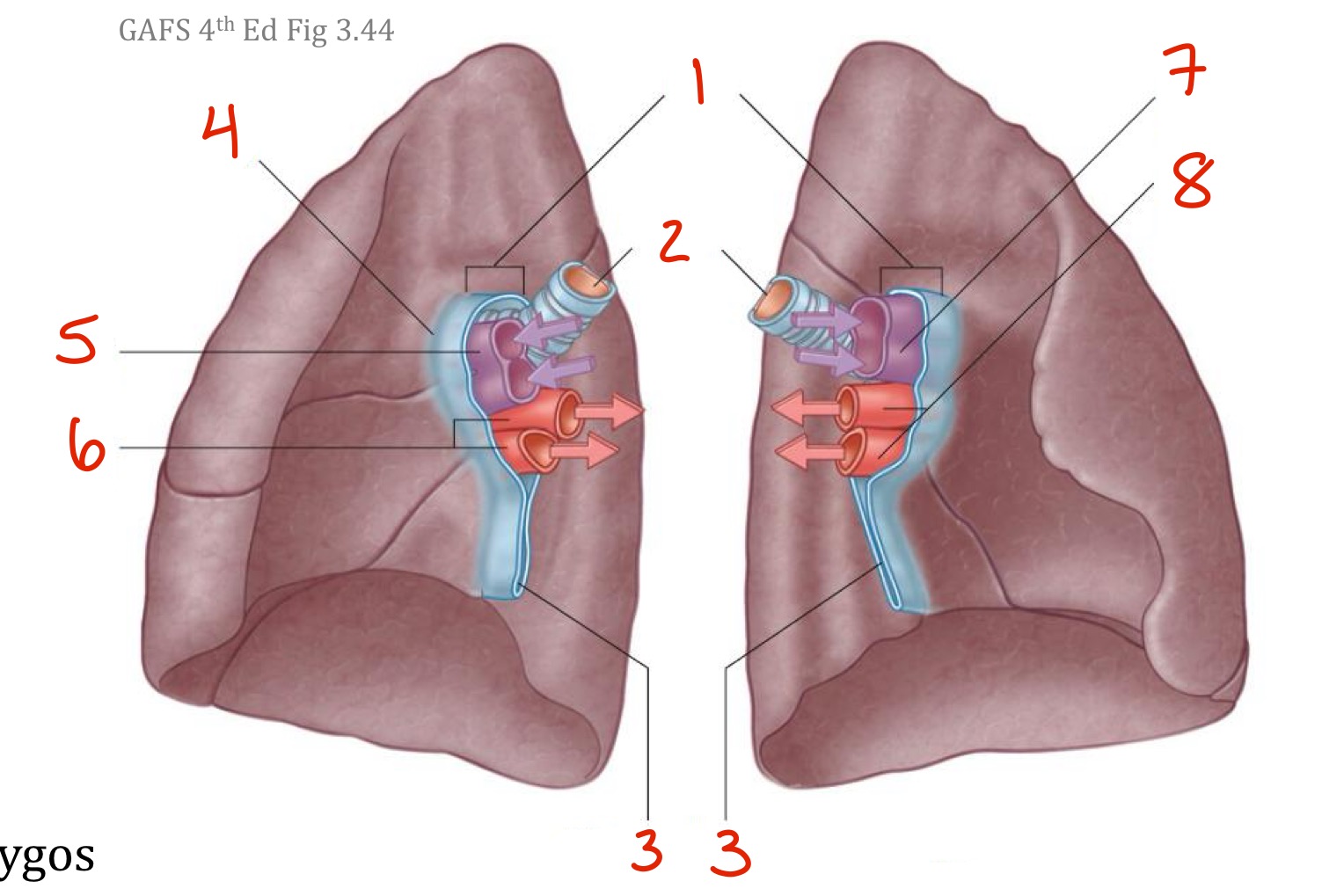 <p>Identify. Make sure to mention right or left when relevant</p>