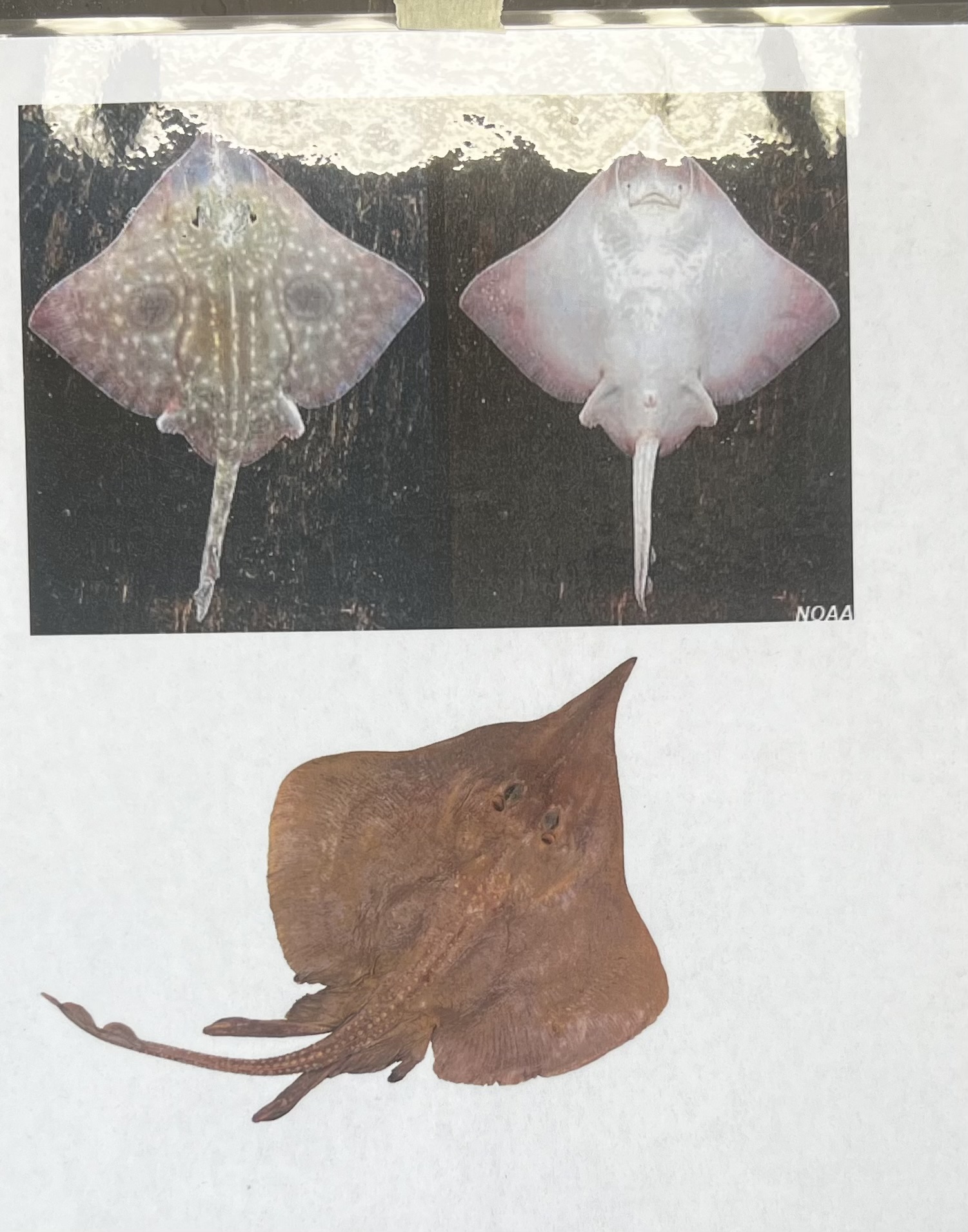 <p>name the class, subclass, and common name of this organism</p>