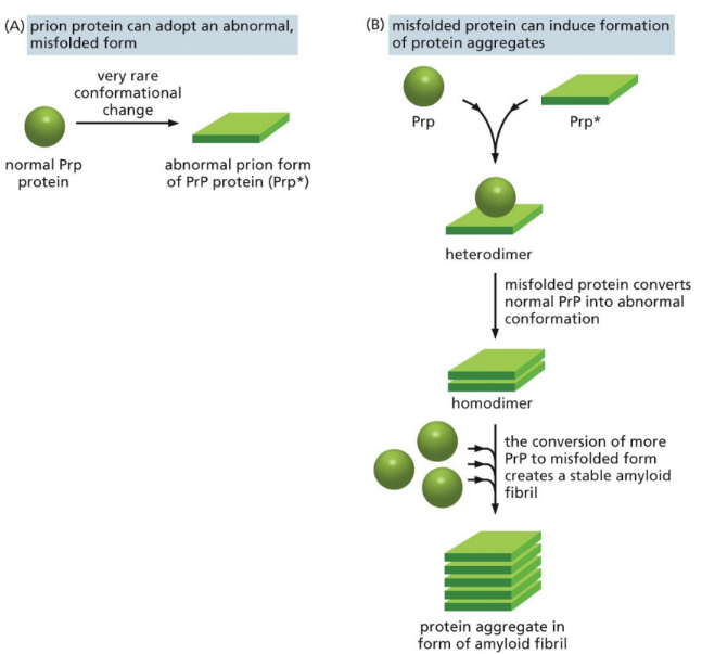<p><span>a normal protein found on the membrane of cells (especially neurons)&nbsp;</span></p><ul><li><p class="Paragraph SCXW107318234 BCX0" style="text-align: left"><span>Has 209 amino acids and is MAINLY an alpha-helical structure&nbsp;</span></p></li></ul><p>the bottom box like protein is an amyloid</p>