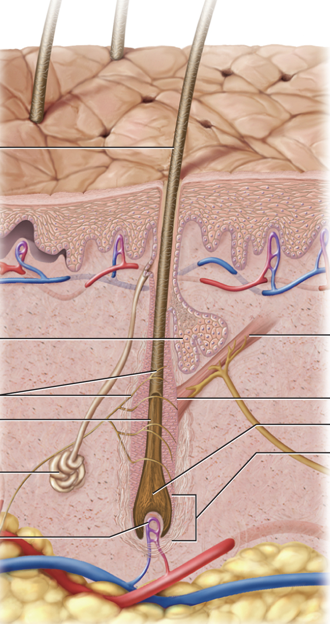 <p>structure of hair</p>