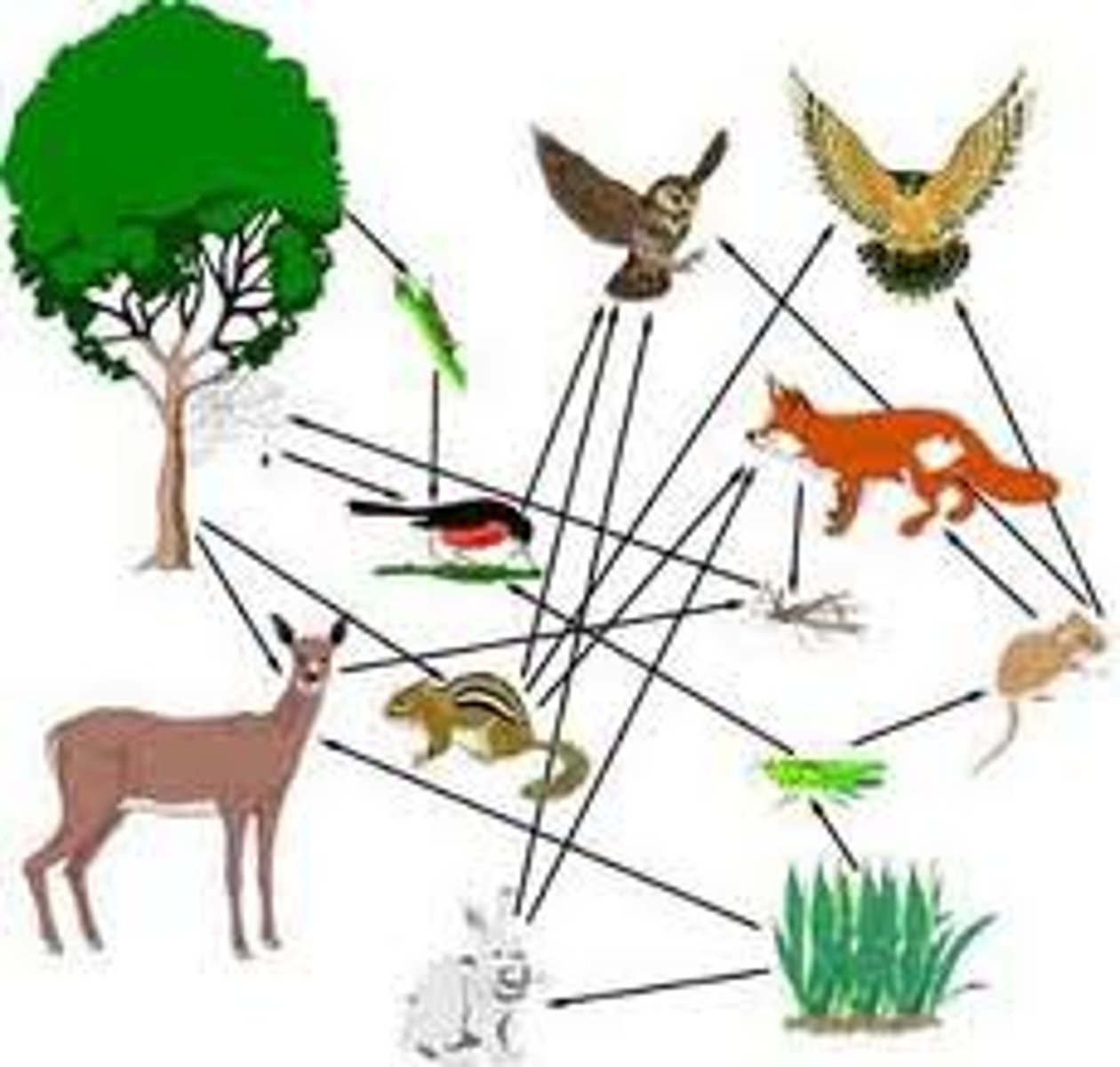 <p>A diagram showing a series of interconnecting feeding relationships and food chains</p>
