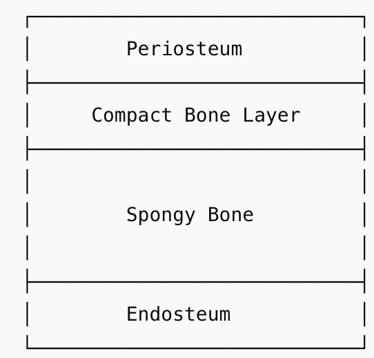 <ul><li><p>outer layer is dense, smooth compact bone</p></li><li><p>internal layer of spongy bone</p></li><li><p><strong>periosteum</strong> - outer connective tissue membrane</p><ul><li><p>covers compact bone</p></li><li><p>contains blood vessels and nerves</p></li></ul></li><li><p><strong>endosteum</strong> - internal connective tissue membrane</p><ul><li><p>covers spongy bone</p></li></ul></li></ul><p></p>