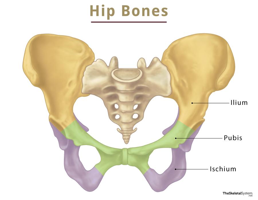 <ol><li><p>Ilium (broad upper part) </p></li><li><p>Ischium (what you sit on) </p></li><li><p>Pubis (front part)</p></li></ol><p></p>
