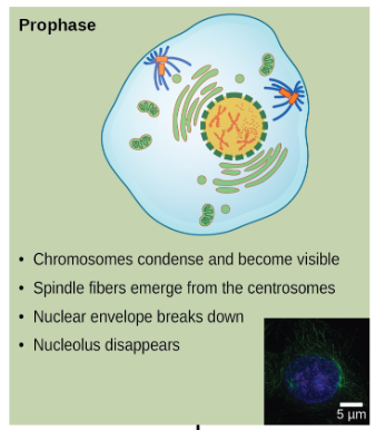 <ul><li><p>Chromosomes condense and become visible;</p></li><li><p>nuclear envelope breaks down</p></li><li><p>spindle fibers form from centrosomes</p></li><li><p>centrosomes migrate</p></li></ul><p></p>
