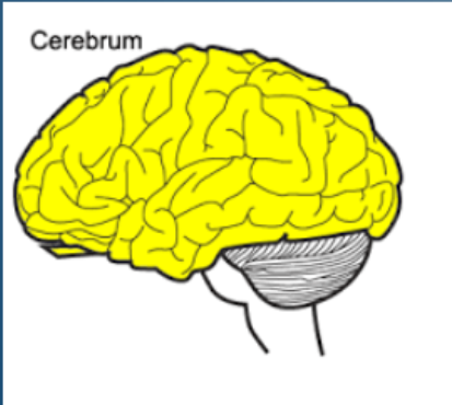 <p>Cerebrum</p>