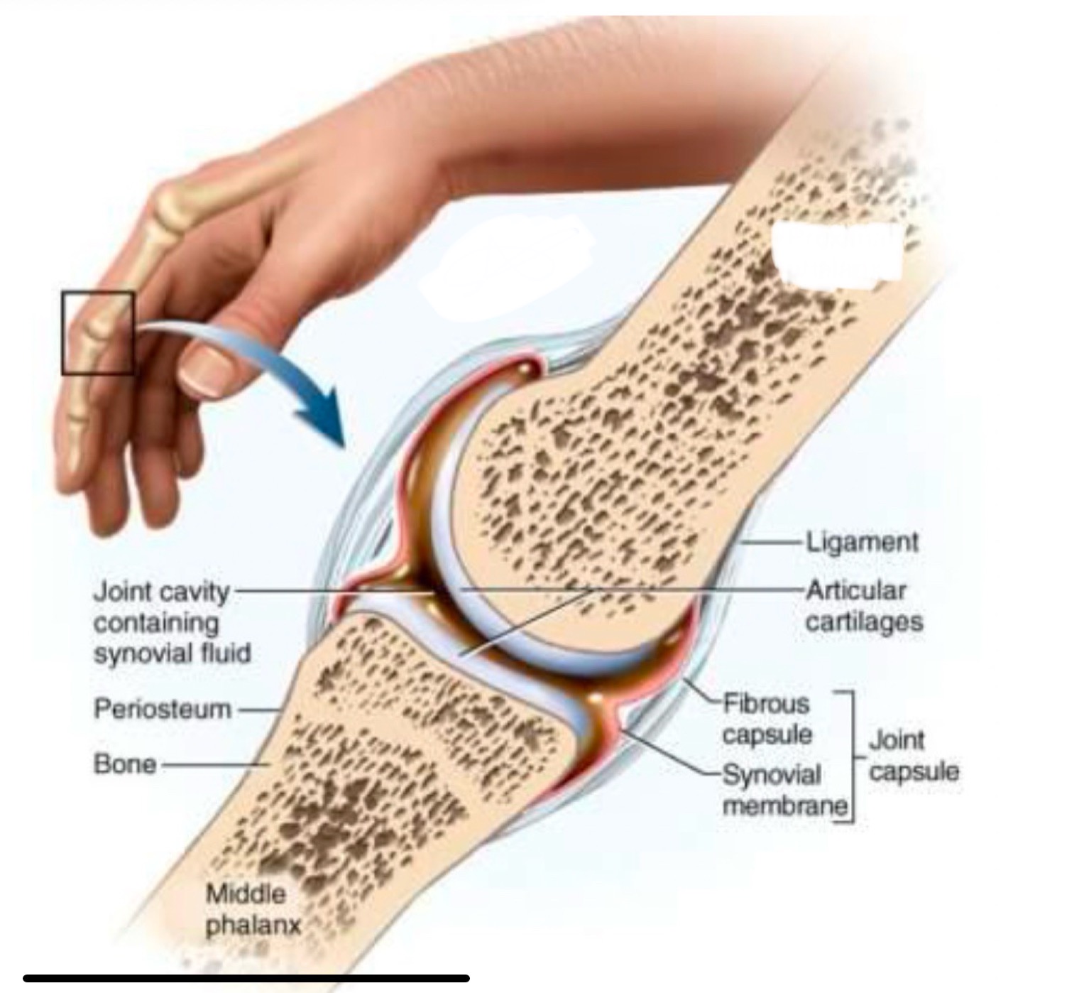 <p><br>label missing word on diagram</p>