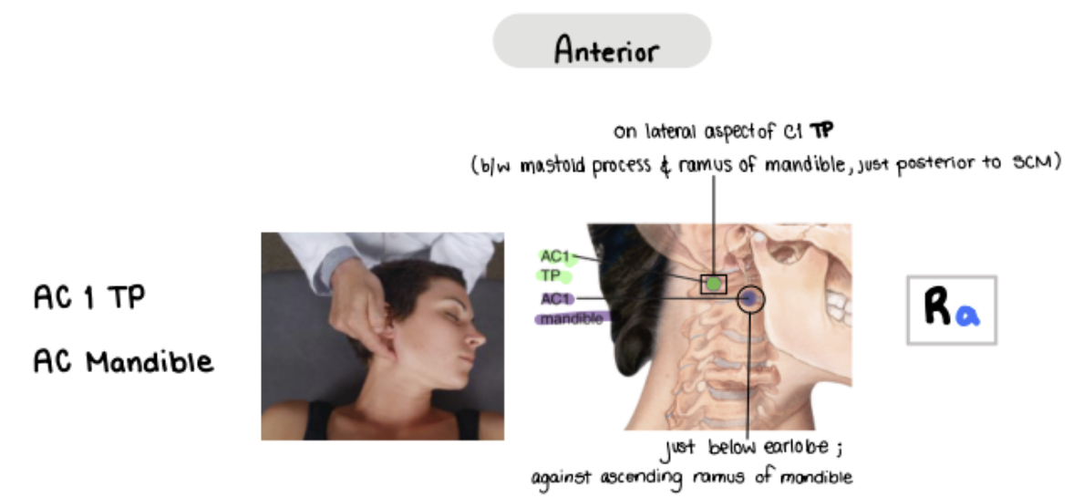 <p>Go on the ascending ramus of mandible</p><ul><li><p>Patient lying on back and Rotate away</p></li></ul><p></p><p>p.s. every single counterstrain technique is on the patient’s back</p><p></p>