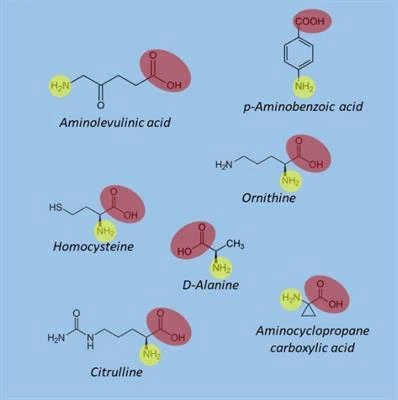 <p>NonProtein Nitrogen compounds are nitrogen-containing substances that are not proteins. They can be found in plants, feeds, and tissues and include forms such as amides, free amino acids, uric acid, and ammonium salts</p>
